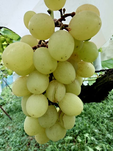 裂果している天山