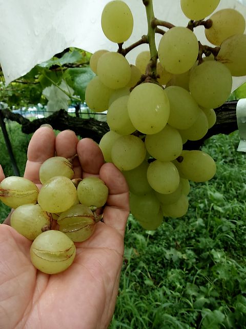 割れた粒を外しました。